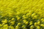 Rapeseed field near Boarhunt, UK. : Artistic, United Kingdom