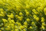 Rapeseed field near Boarhunt, UK. : Artistic, United Kingdom