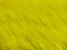 Rapeseed field near Boarhunt, UK. : Artistic, United Kingdom