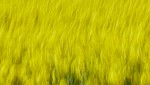 Rapeseed field near Boarhunt, UK. : Artistic, United Kingdom