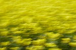 Rapeseed field near Boarhunt, UK. : Artistic, United Kingdom