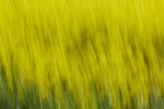 Rapeseed field near Boarhunt, UK. : Artistic, United Kingdom