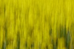 Rapeseed field near Boarhunt, UK. : Artistic, United Kingdom