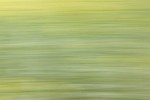 Rapeseed field near Boarhunt, UK. : Artistic, United Kingdom