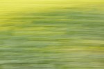 Rapeseed field near Boarhunt, UK. : Artistic, United Kingdom