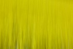 Rapeseed field near Boarhunt, UK. : Artistic, United Kingdom