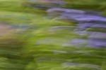 Rapeseed field near Boarhunt, UK. : Artistic, United Kingdom