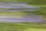 Rapeseed field near Boarhunt, UK. : Artistic, United Kingdom