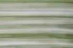 Rapeseed field near Boarhunt, UK. : Artistic, United Kingdom