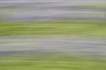 Rapeseed field near Boarhunt, UK. : Artistic, United Kingdom