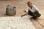 Drying rice near Bakong temple - Roluos, Cambodia. : Cambodia