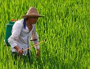 Ricefields around Wùyuán. : China, People