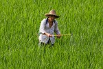 Ricefields around Wùyuán. : China, People