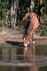 The New Forest. : Animals, United Kingdom