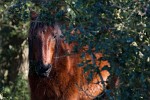 The New Forest. : Animals, United Kingdom