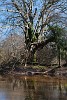 The New Forest. : Nature, United Kingdom