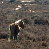 The New Forest. : Animals, United Kingdom