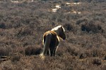 The New Forest. : Animals, United Kingdom