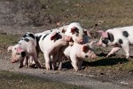 The New Forest. : Animals, United Kingdom