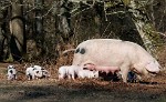 The New Forest. : Animals, United Kingdom