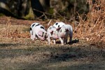 The New Forest. : Animals, United Kingdom