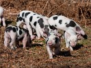 The New Forest. : Animals, United Kingdom