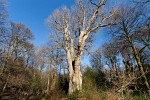 Over 600 years old Knightwood oak in the New Forest. : Nature, United Kingdom