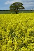 Rapeseed field near Boarhunt, UK. : United Kingdom