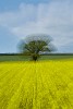 Rapeseed field near Boarhunt, UK. : Artistic, United Kingdom