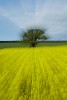 Rapeseed field near Boarhunt, UK. : Artistic, United Kingdom