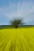 Rapeseed field near Boarhunt, UK. : Artistic, United Kingdom