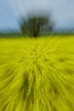 Rapeseed field near Boarhunt, UK. : Artistic, United Kingdom