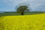 Rapeseed field near Boarhunt, UK. : Artistic, United Kingdom