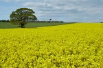 Rapeseed field near Boarhunt, UK. : United Kingdom