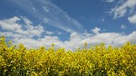 Rapeseed field near Boarhunt, UK. : United Kingdom