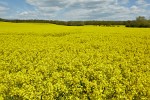 Rapeseed field near Boarhunt, UK. : United Kingdom