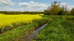 Rapeseed field near Boarhunt, UK. : United Kingdom