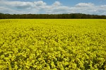 Rapeseed field near Boarhunt, UK. : United Kingdom