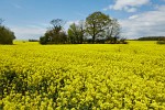 Rapeseed field near Boarhunt, UK. : United Kingdom