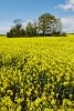 Rapeseed field near Boarhunt, UK. : United Kingdom