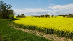 Rapeseed field near Boarhunt, UK. : United Kingdom