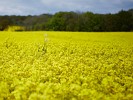 All Alone , Rapeseed field near Boarhunt, UK. : United Kingdom