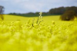 All Alone , Rapeseed field near Boarhunt, UK. : United Kingdom