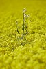 All Alone , Rapeseed field near Boarhunt, UK. : United Kingdom