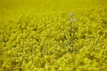 All Alone , Rapeseed field near Boarhunt, UK. : United Kingdom