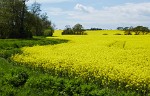 Rapeseed field near Boarhunt, UK. : United Kingdom