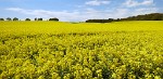 Rapeseed field near Boarhunt, UK. : United Kingdom