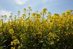 Rapeseed field near Boarhunt, UK. : United Kingdom