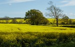 Rapeseed field near Boarhunt, UK. : United Kingdom