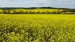 Rapeseed field near Boarhunt, UK. : United Kingdom